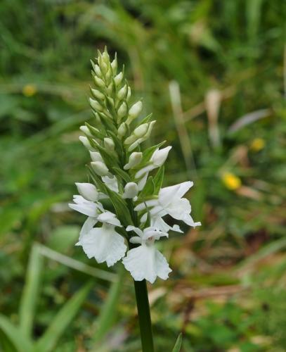 vstavačovec škvrnitý sedmohradský