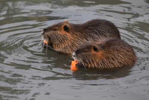 nutria vodná