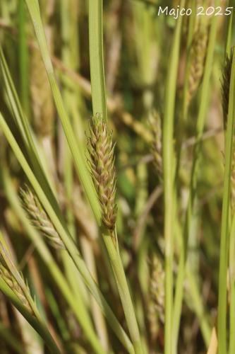 ostrica jačmeňovitá