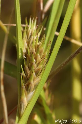 ostrica jačmeňovitá