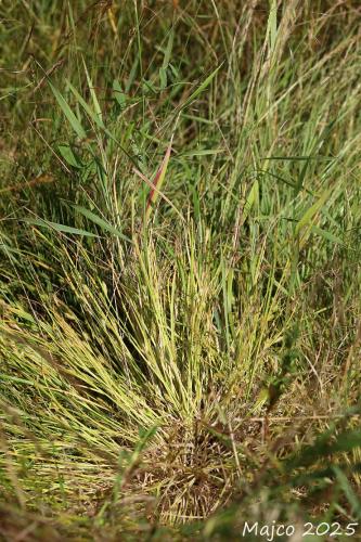 ostrica jačmeňovitá