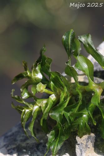 červenačka hustolistá