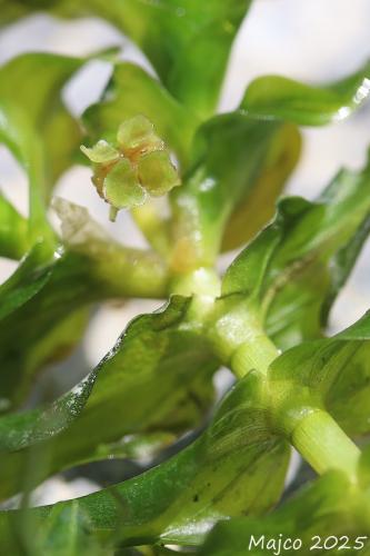 červenačka hustolistá