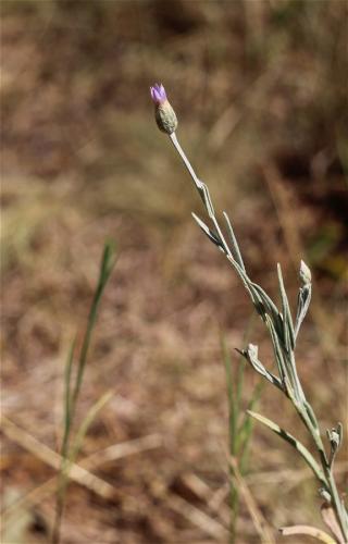 suchokvietok smradľavý