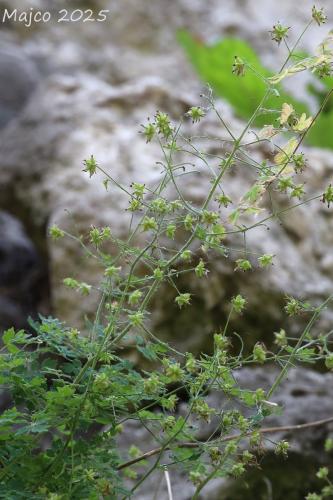 žltuška smradľavá