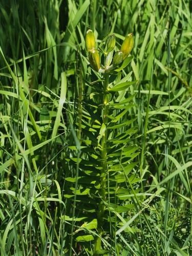 ľalia cibuľkonosná