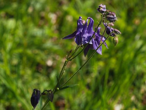 orlíček obyčajný