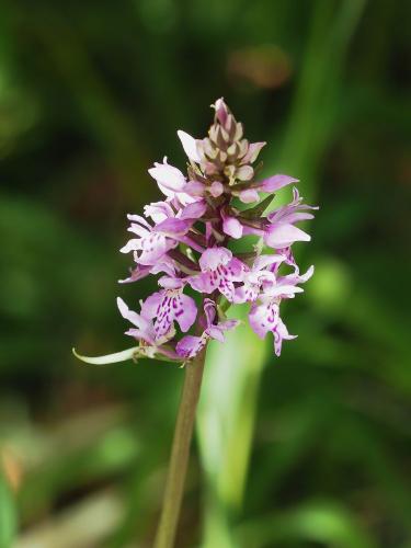 vstavačovec Fuchsov pravý