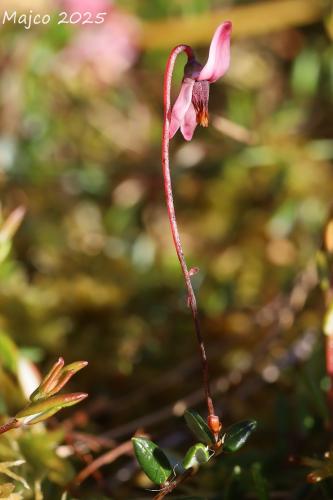 kľukva drobnoplodá