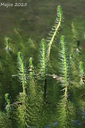 truskavec obyčajný