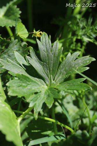 iskerník vysokotatranský