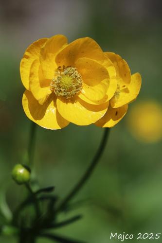 iskerník vysokotatranský