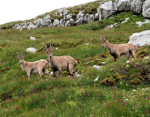 kozorožec vrchovský