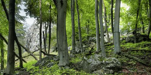 pod Havraňou skalou