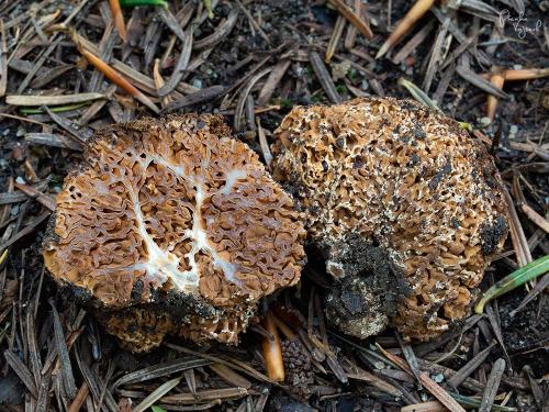 strapatec smrčkovitý / smržovec smržovitý