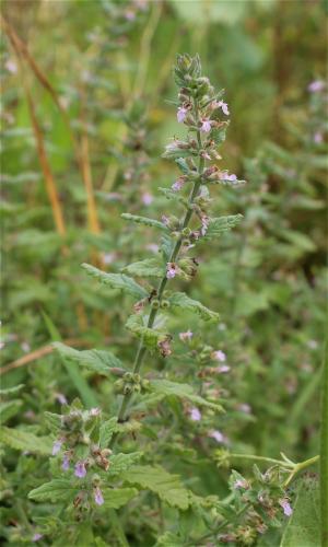 hrdobarka cesnaková