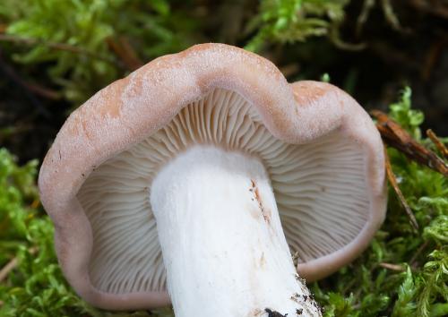 machovec obyčajný / rudoušek uťatý