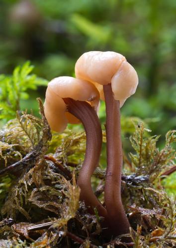 kudónia okrúhla / kulatěnka horská