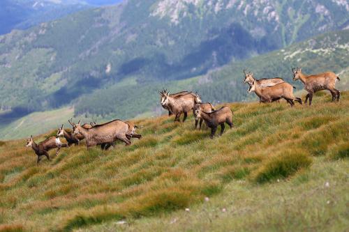 kamzík vrchovský tatranský