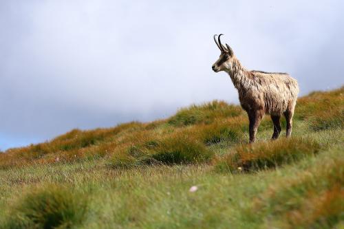 kamzík vrchovský tatranský
