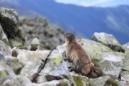 svišť vrchovský tatranský