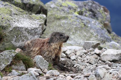 svišť vrchovský tatranský