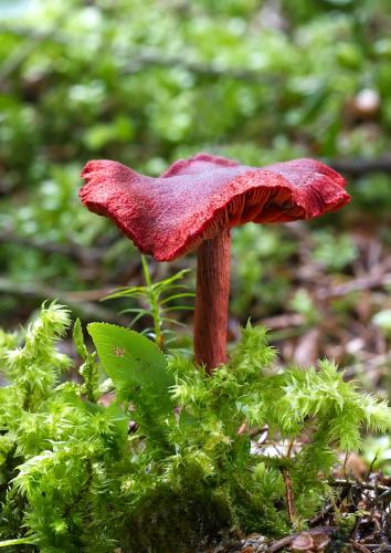 pavučinovec krvavý / pavučinec krvavý