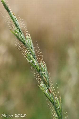 mätonoh mámivý pravý