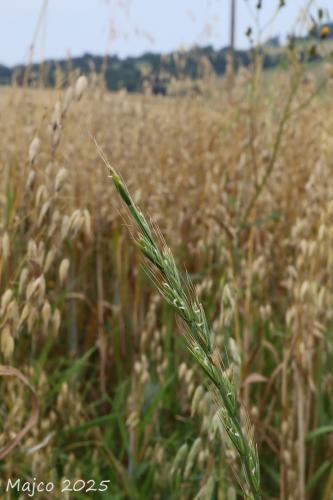 mätonoh mámivý pravý