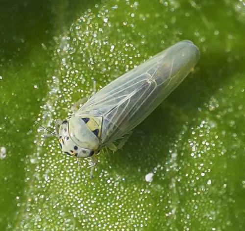 Macrosteles laevis