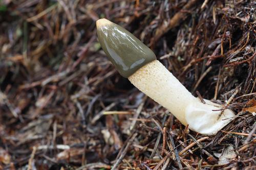 psovka obyčajná / psivka obecná