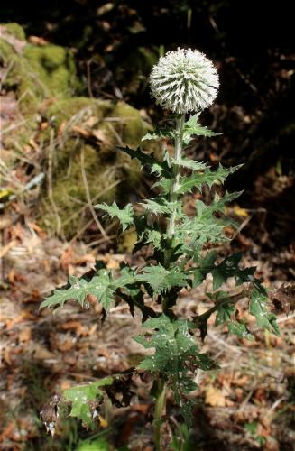 ježibaba guľatohlavá
