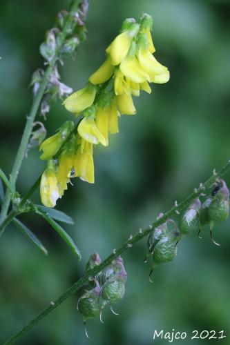 komonica najvyššia