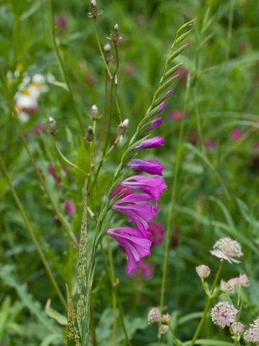 mečík škridlicovitý
