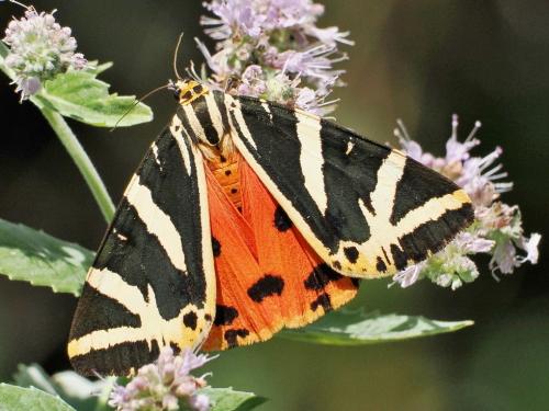 spriadač kostihojový