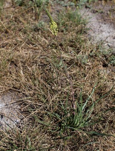 skorocel prímorský