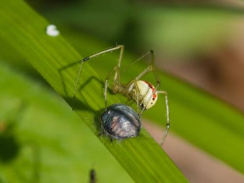 Enoplognatha ovata