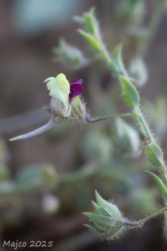 oštepovka obyčajná