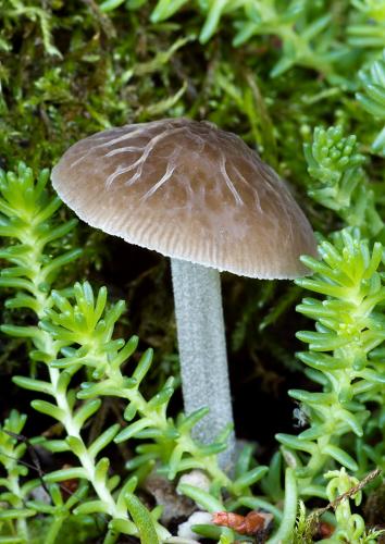 štítovka sivá / štítovka Thomsonova