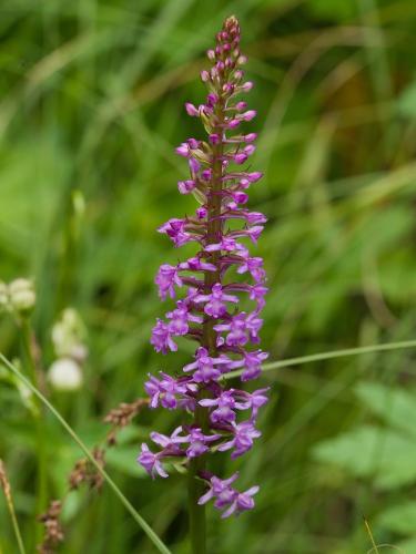 päťprstnica obyčajná