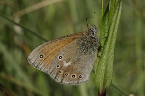 očkáň striebrooký