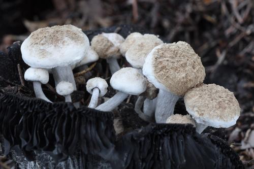 príživnica prášnicovitá / rovetka pýchavkovitá