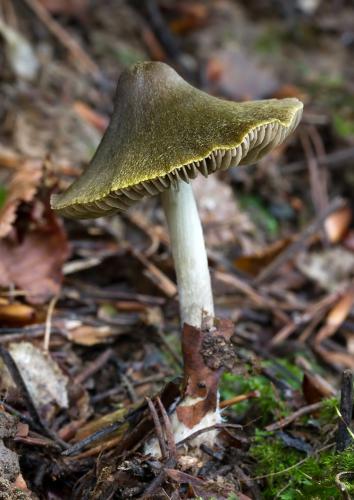 hodvábnica / závojenka blýsknavá