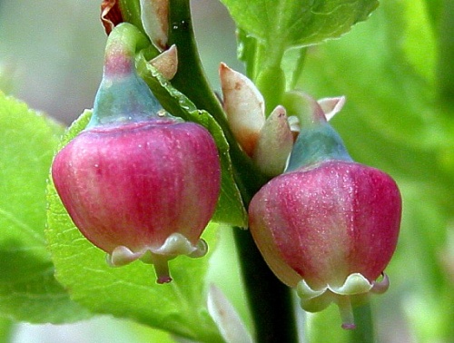 brusnica čučoriedková