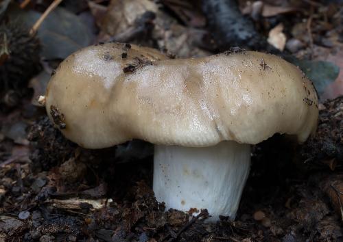 plávka lúčovitá / holubinka hřebílkatá