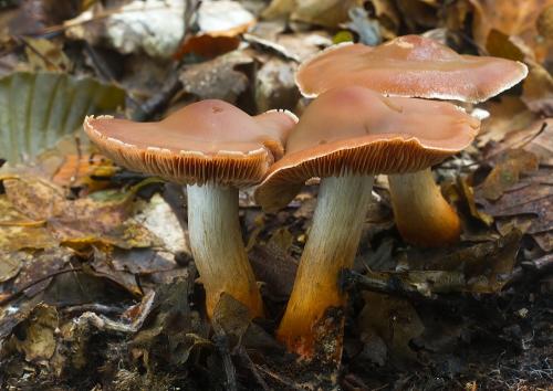 pavučinovec Bulliardov /pavučinec Bulliardův