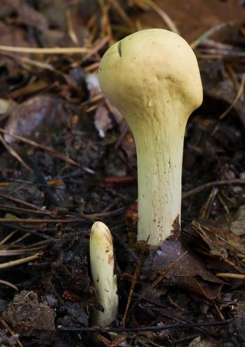 kyjak obrovský / kyj Herkulův