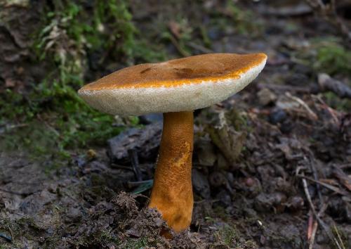 hríbnik gaštanovohnedý / hřib kaštanový