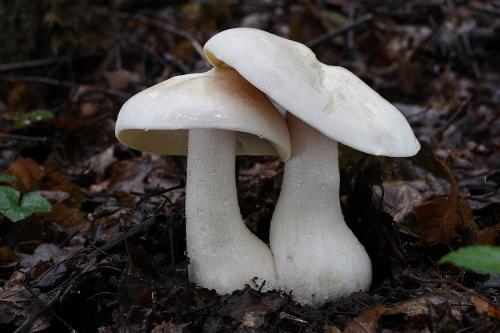 hodvábnica veľká / závojenka olovová