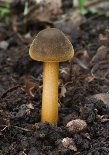 zamatka dubová / penízovka dlouhonohá